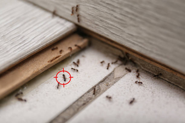 Best Emergency Pest Control  in Fairport, NY