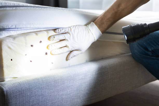 Best Flea Control Services  in Fairport, NY