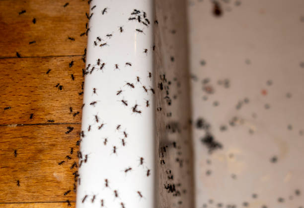 Spider Control Near Me in Fairport, NY