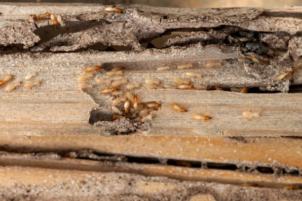 Best Exterminator Services  in Fairport, NY
